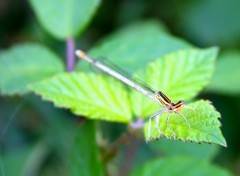 Fonds d'cran Animaux Lestes sponsa