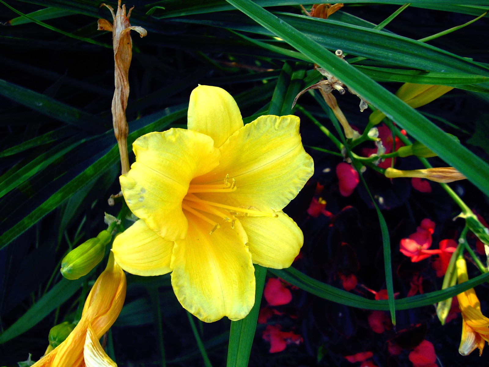 Wallpapers Nature Flowers Fleur Jaune