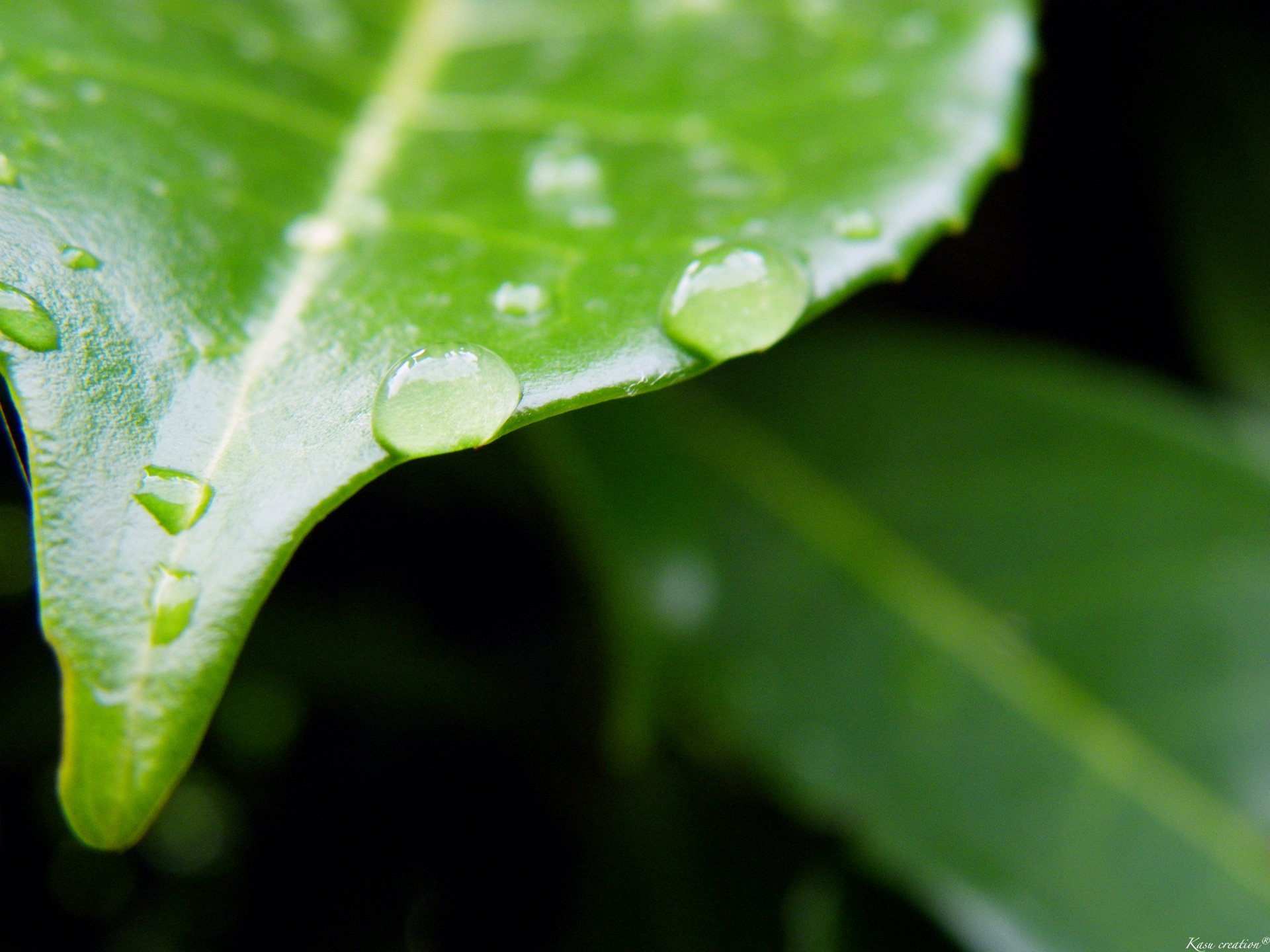 Wallpapers Nature Leaves - Foliage 