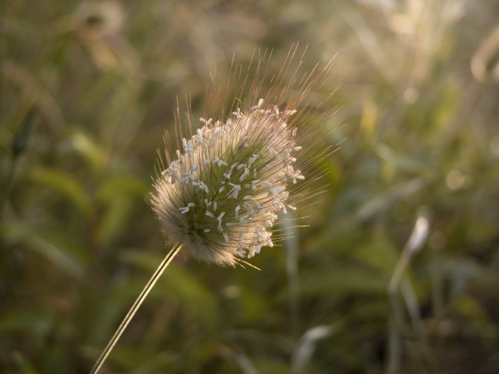 Wallpapers Nature Herbs 