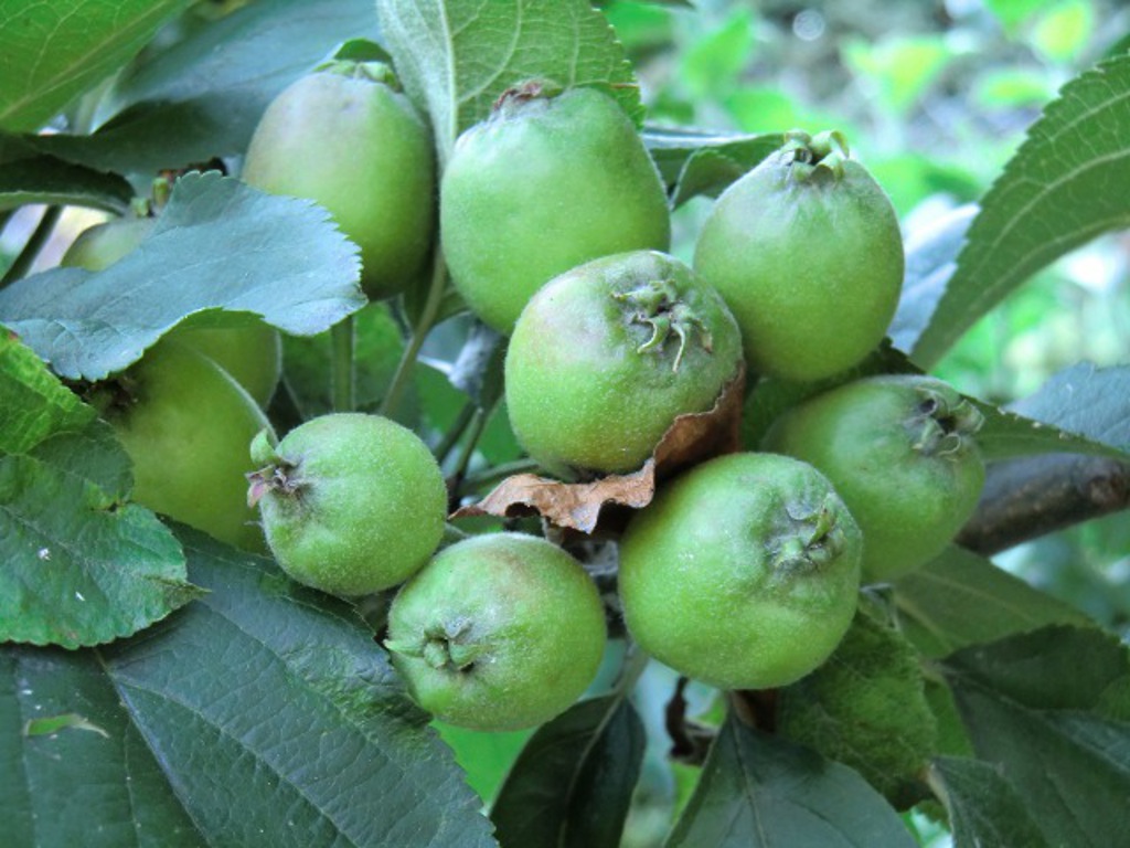 Fonds d'cran Nature Fruits Jeune arbre, jeunes fruits