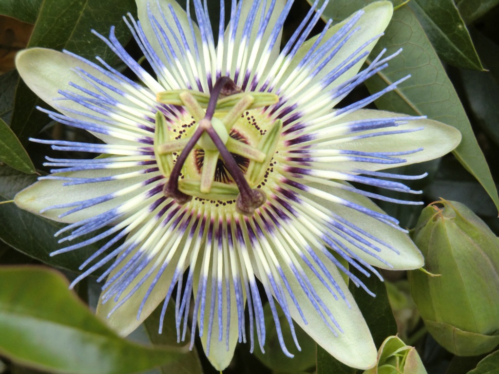 Fonds d'cran Art - Numrique Nature - Fleurs Belle inconnue