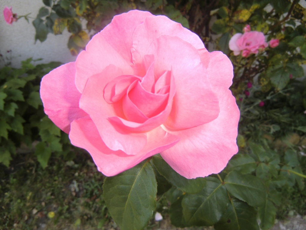 Fonds d'cran Art - Numrique Nature - Fleurs Une rose portant bien son nom