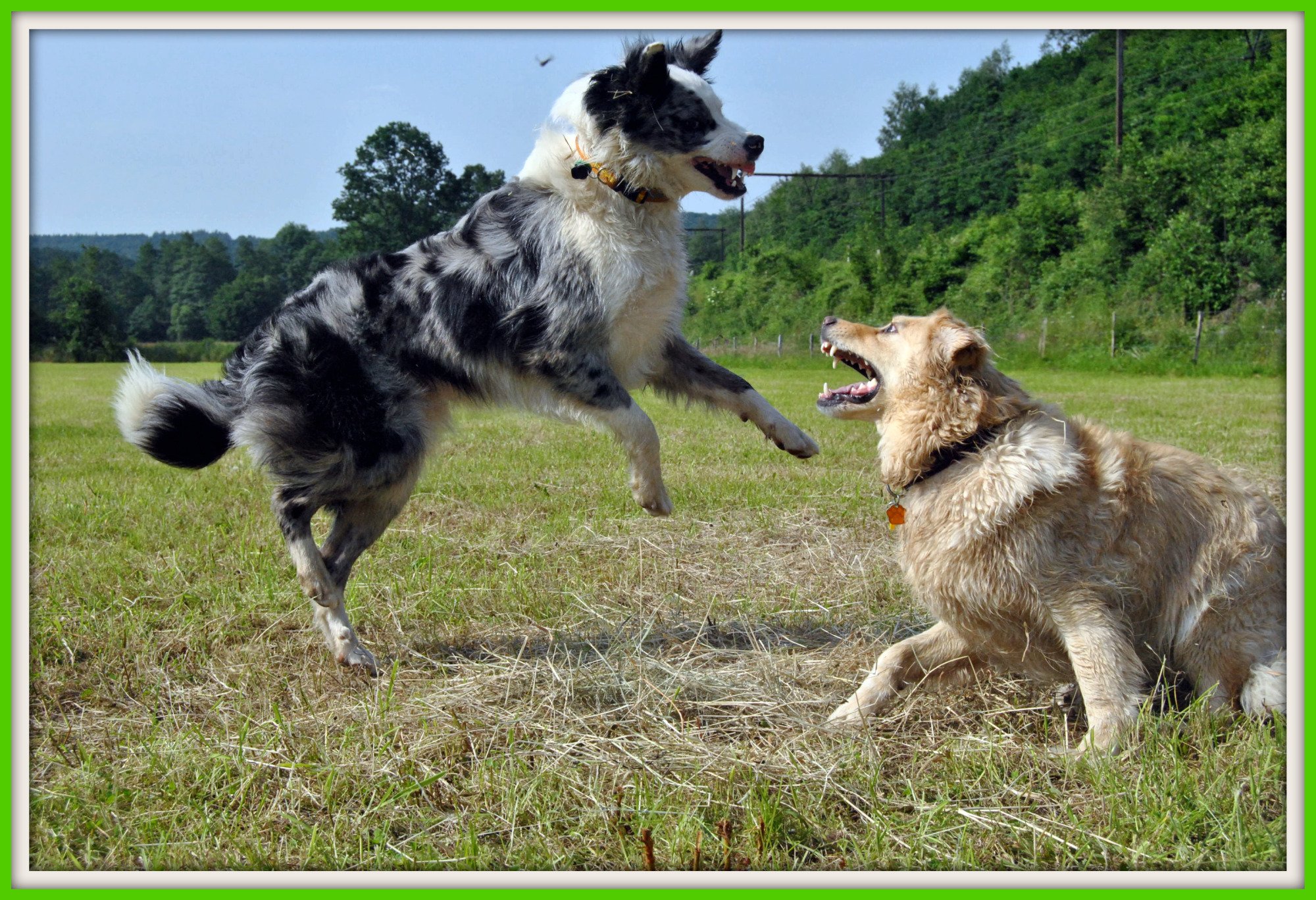 Fonds d'cran Animaux Chiens Border collie & Xgolden