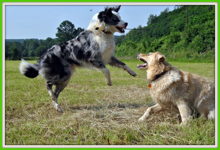 Fonds d'cran Animaux Chiens Border collie & Xgolden