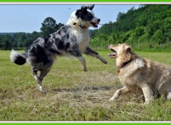 Wallpapers Animals Border collie & Xgolden