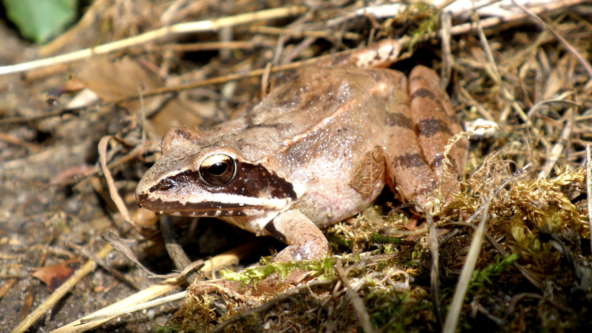 Fonds d'cran Animaux Grenouilles - Crapauds Jolie Grenouille