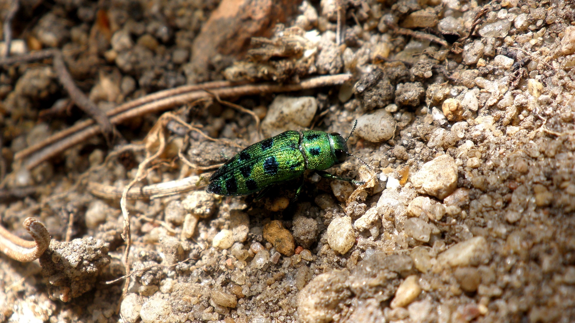 Fonds d'cran Animaux Insectes - Scarabes Petit scarabe