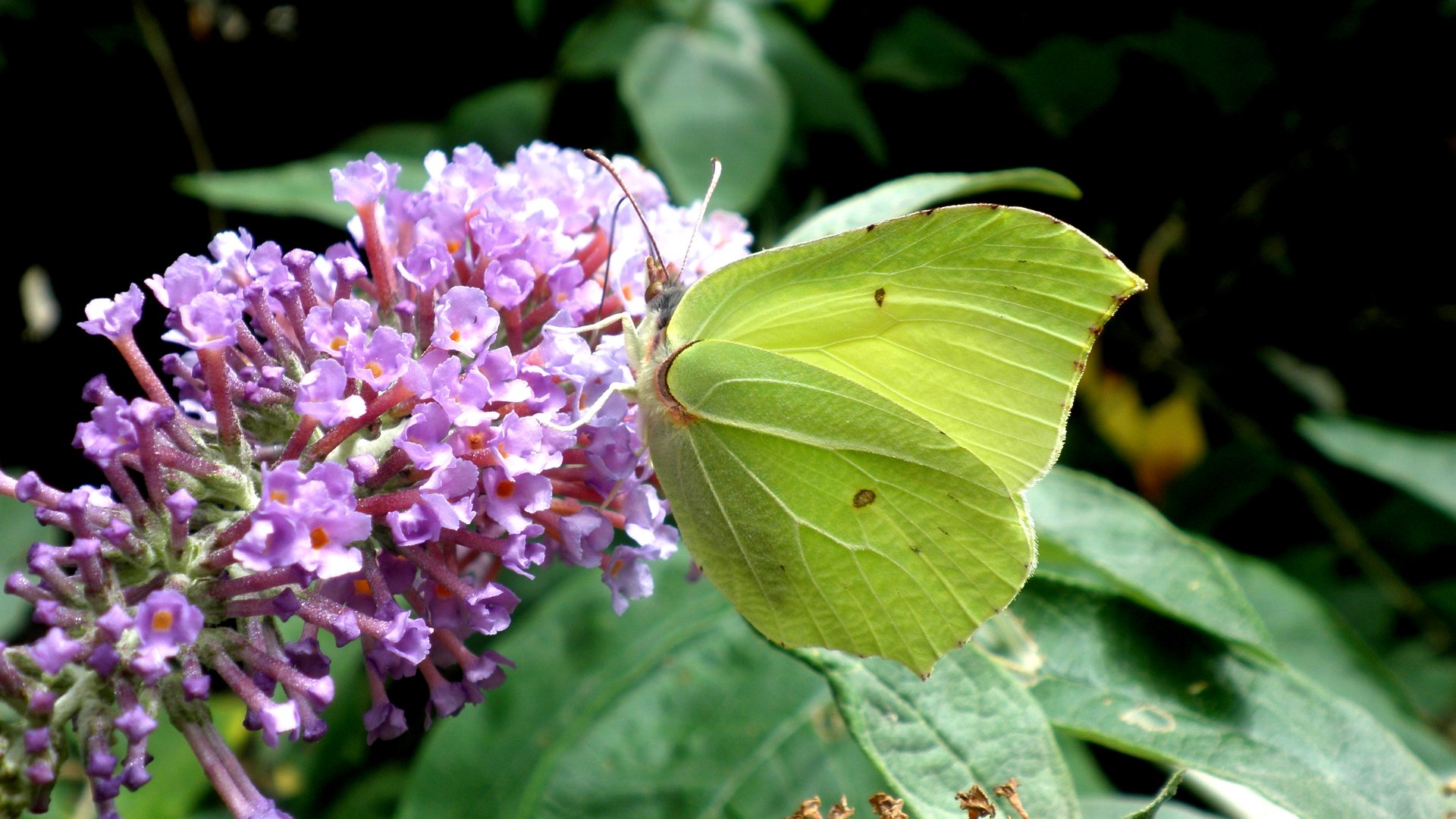 Wallpapers Animals Insects - Butterflies Joli Citron