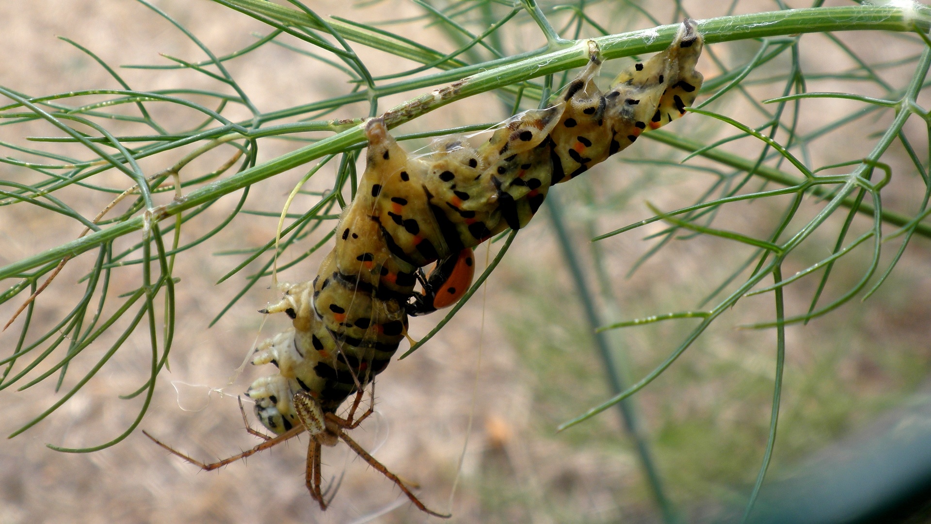 Fonds d'cran Animaux Insectes - Chenilles La dure loi de la nature