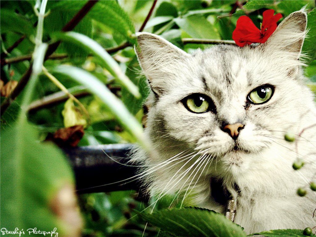 Fonds d'cran Animaux Chats - Chatons Baya dans la nature.