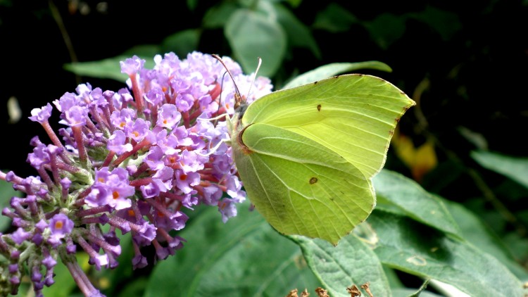 Fonds d'cran Animaux Insectes - Papillons Joli Citron