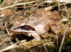 Fonds d'cran Animaux Jolie Grenouille