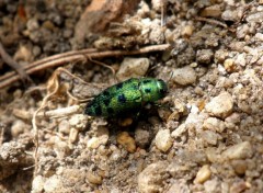 Fonds d'cran Animaux Petit scarabe