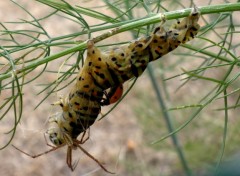 Fonds d'cran Animaux La dure loi de la nature