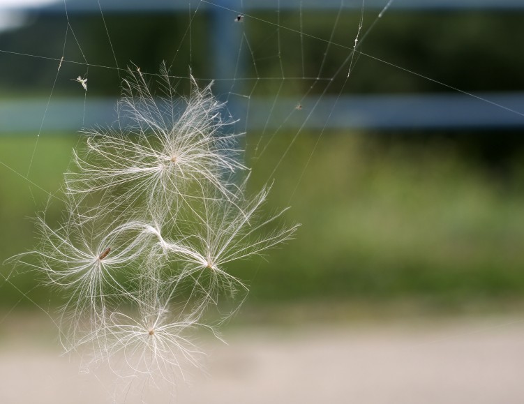 Fonds d'cran Nature Divers - Compositions dandelion