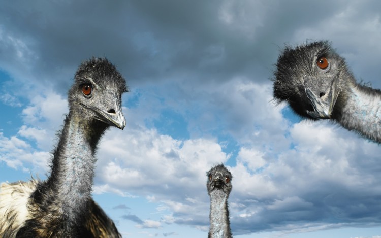 Fonds d'cran Animaux Oiseaux - Autruches et Emeus Autruches