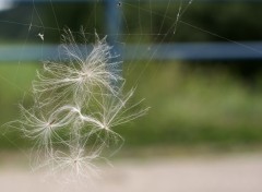 Fonds d'cran Nature dandelion