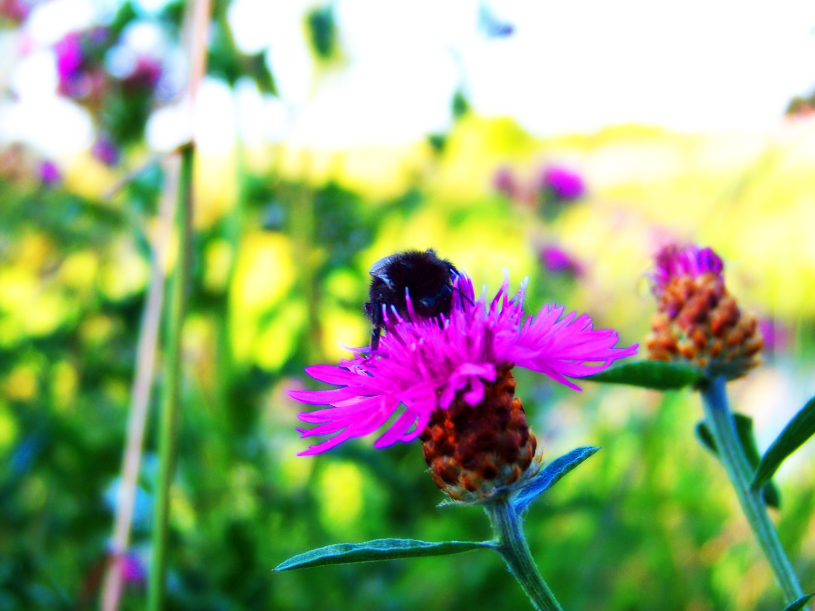 Fonds d'cran Nature Fleurs 