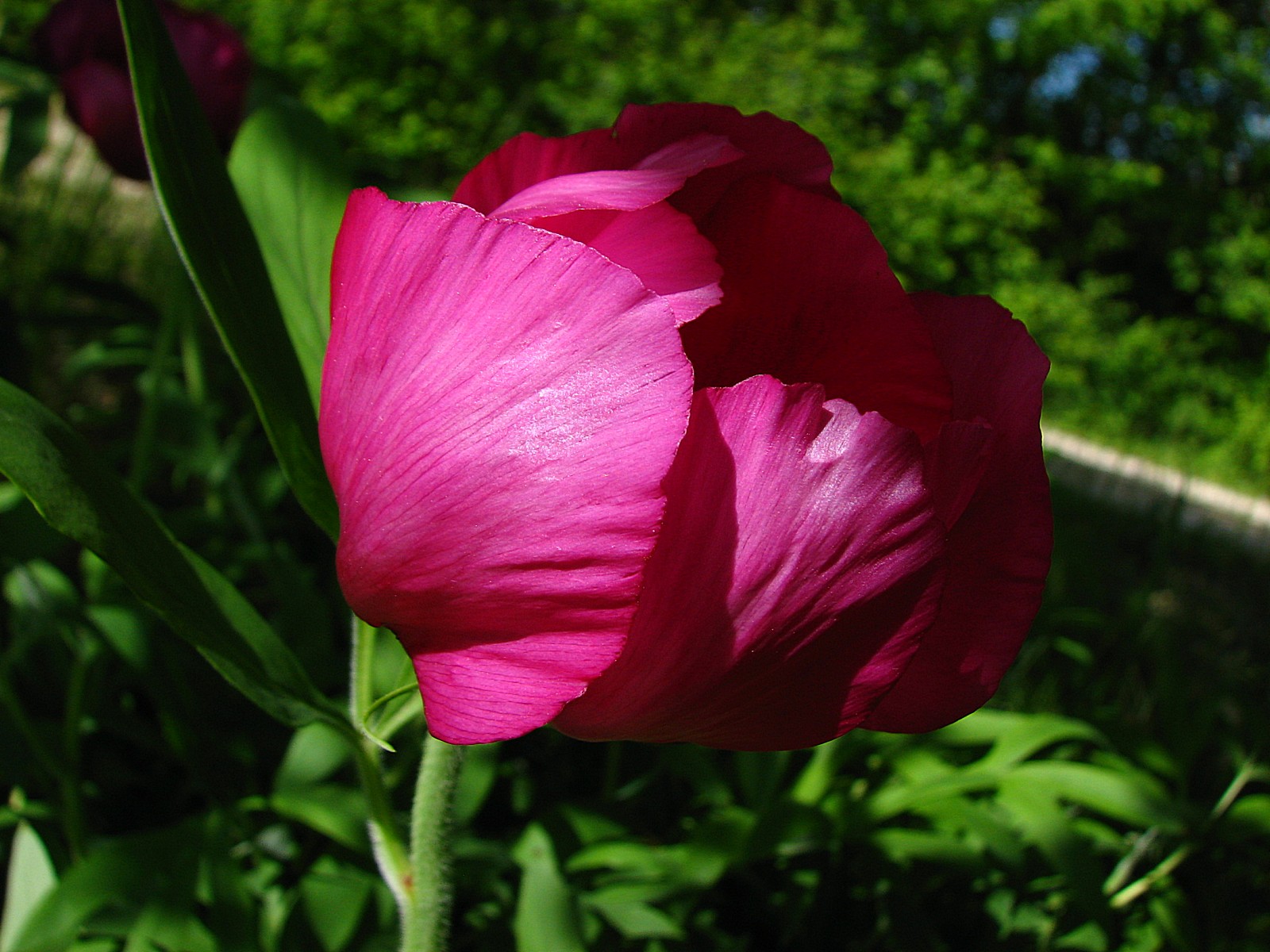 Wallpapers Nature Flowers Pivoine