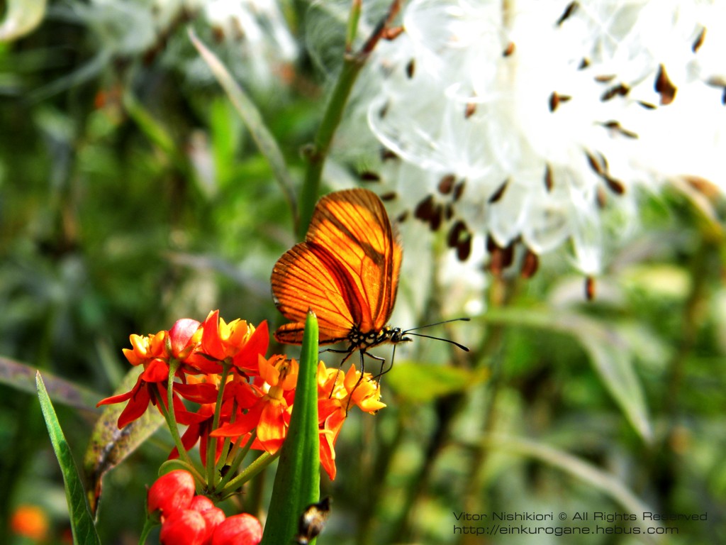 Wallpapers Animals Insects - Butterflies Papillon