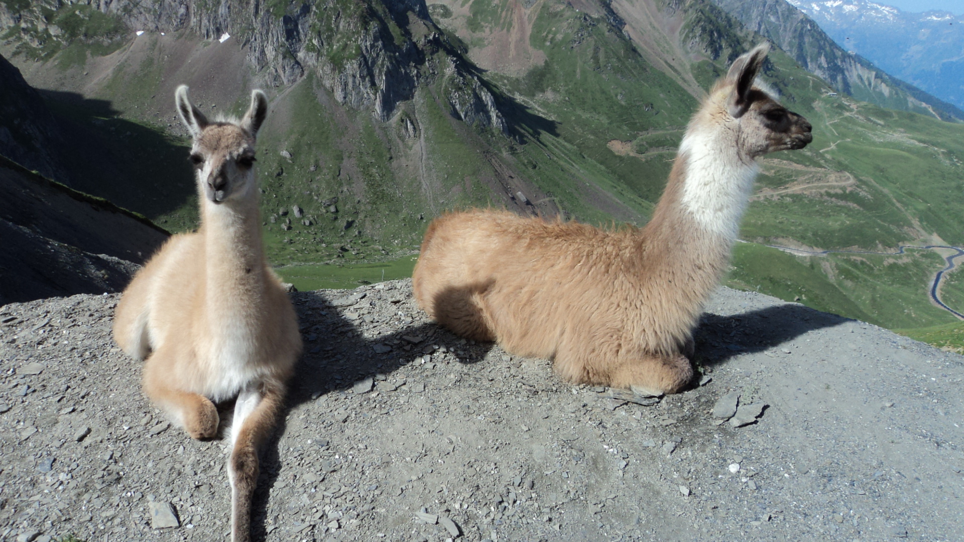 Wallpapers Animals Lamas - Alpagas Lamas en Haut du Col du Tourmalet