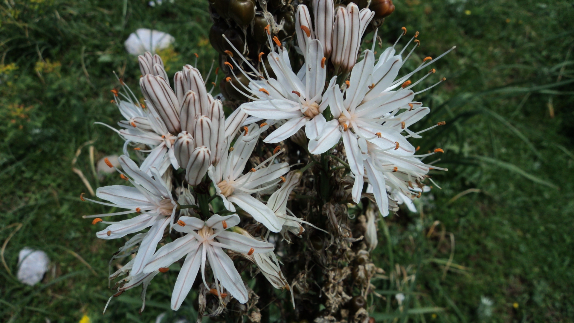 Fonds d'cran Nature Fleurs 