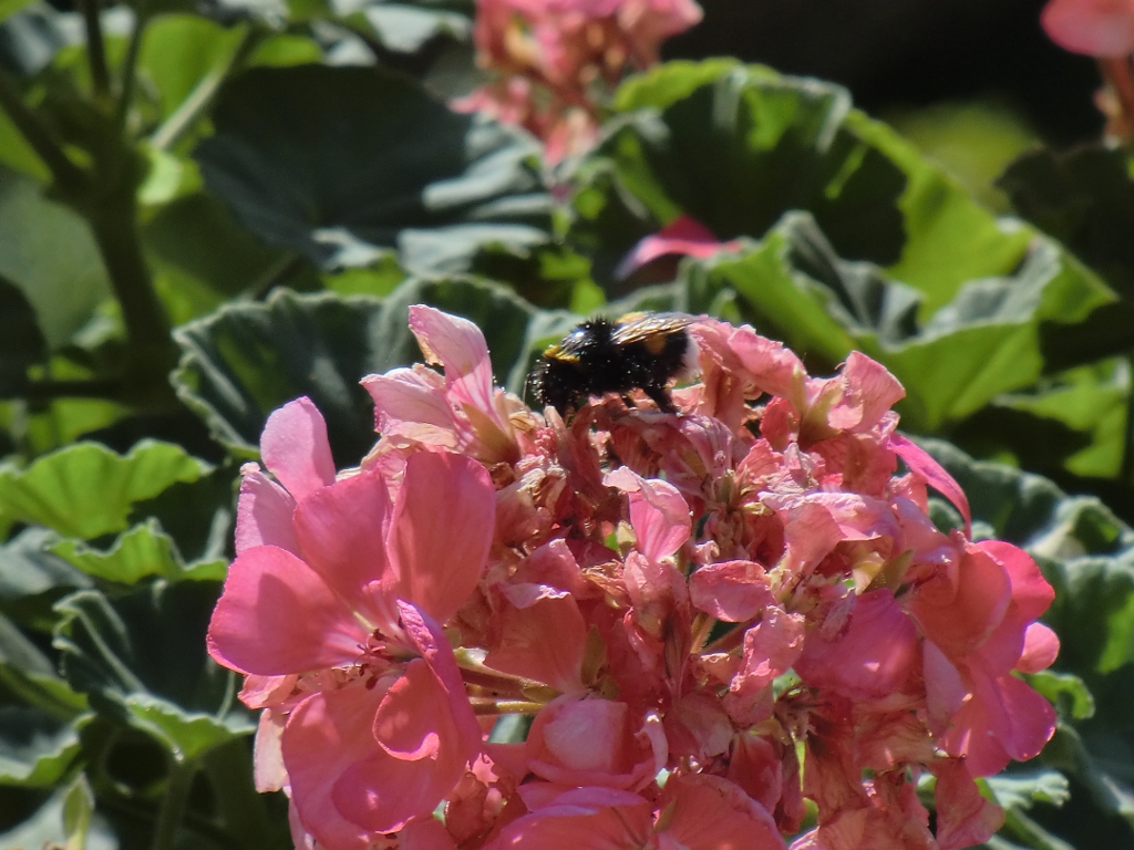 Fonds d'cran Art - Numrique Nature - Fleurs bourdon....