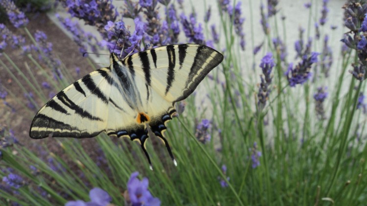 Fonds d'cran Animaux Insectes - Papillons Papillon sur lavande