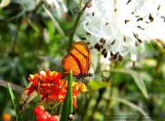 Fonds d'cran Animaux Papillon