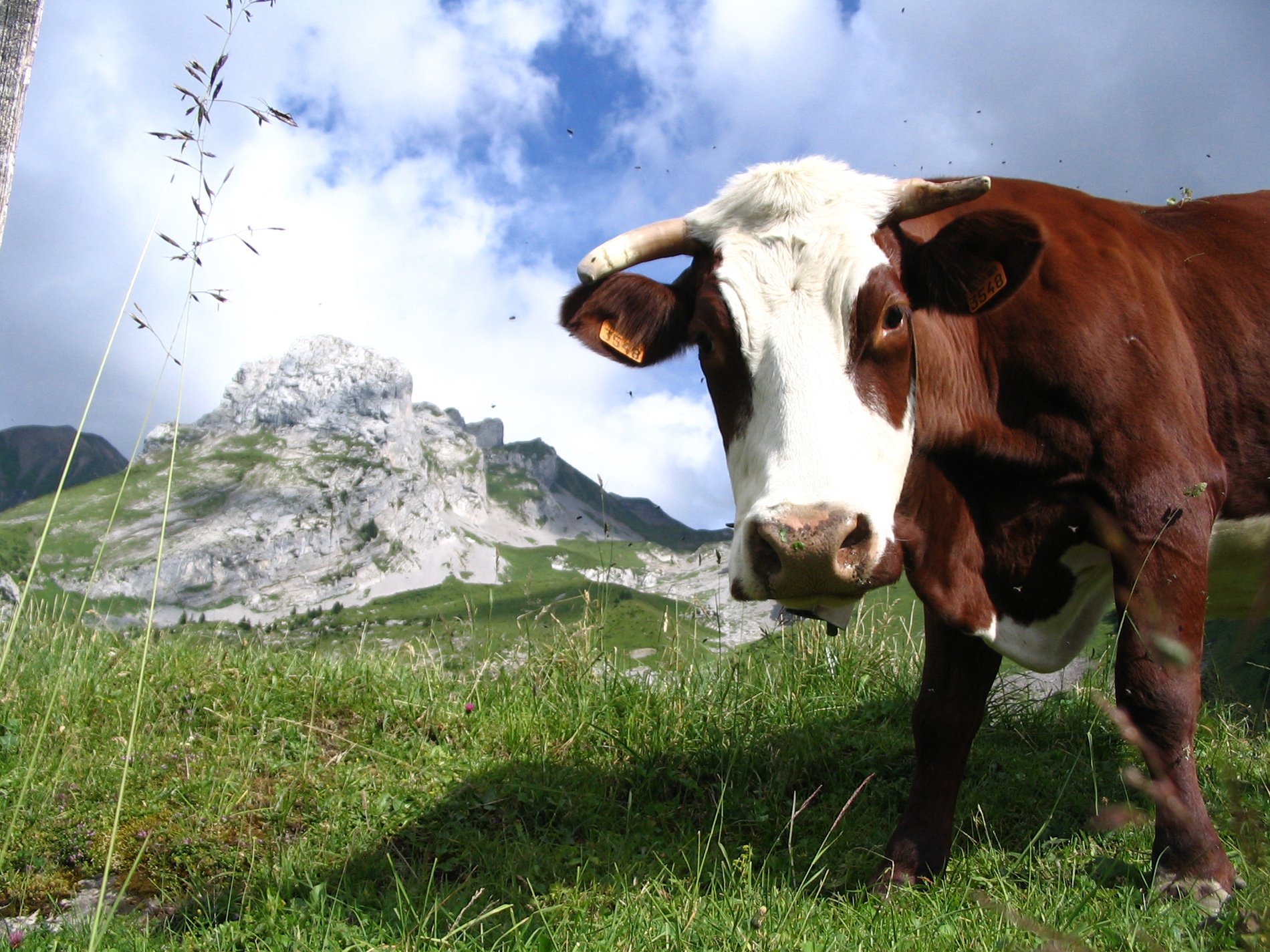 Fonds d'cran Animaux Vaches - Taureaux - Boeufs 