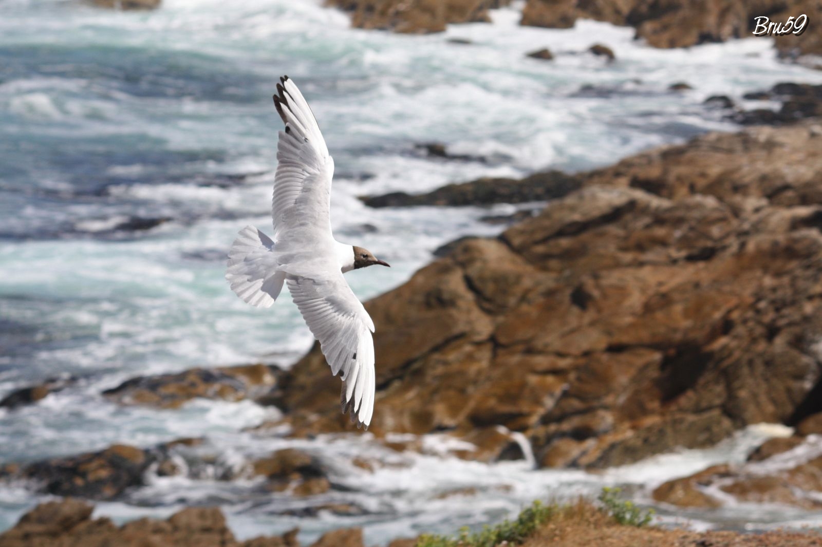 Fonds d'cran Animaux Oiseaux - Mouettes et Golands Mouette quiberonnaise en vol