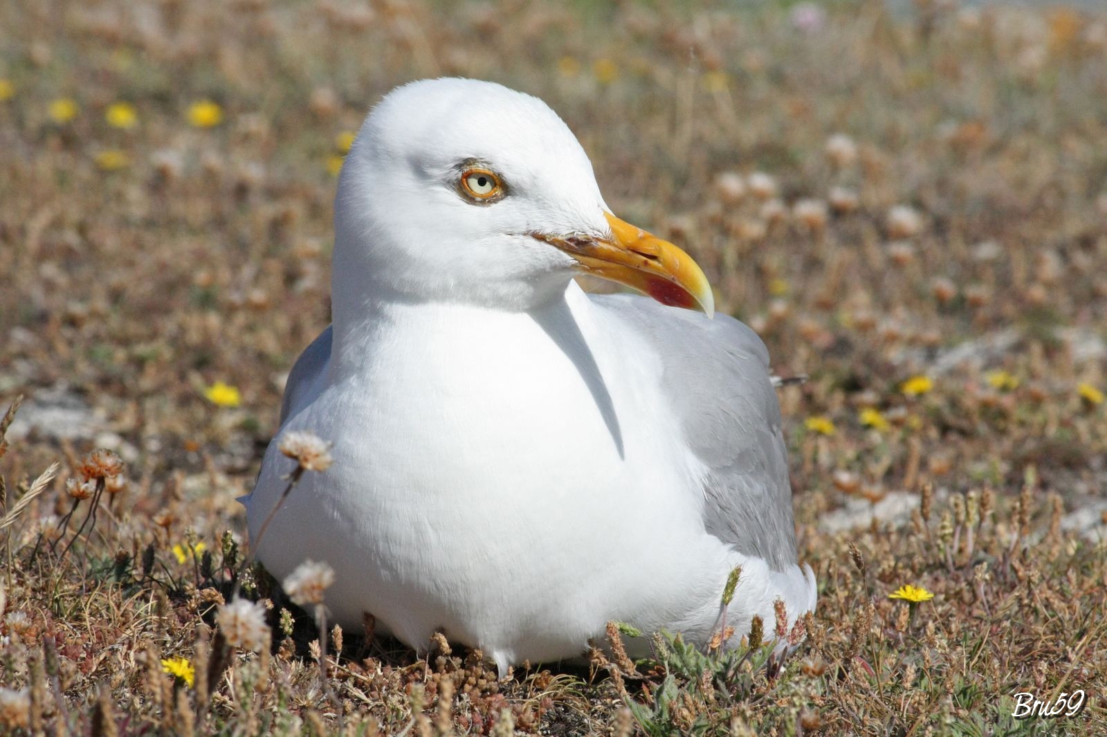 Wallpapers Animals Birds - Gulls Mouette quiberonnaise regard perant