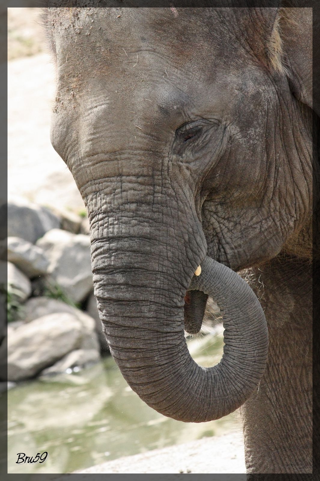 Wallpapers Animals Elephants Elephanteau