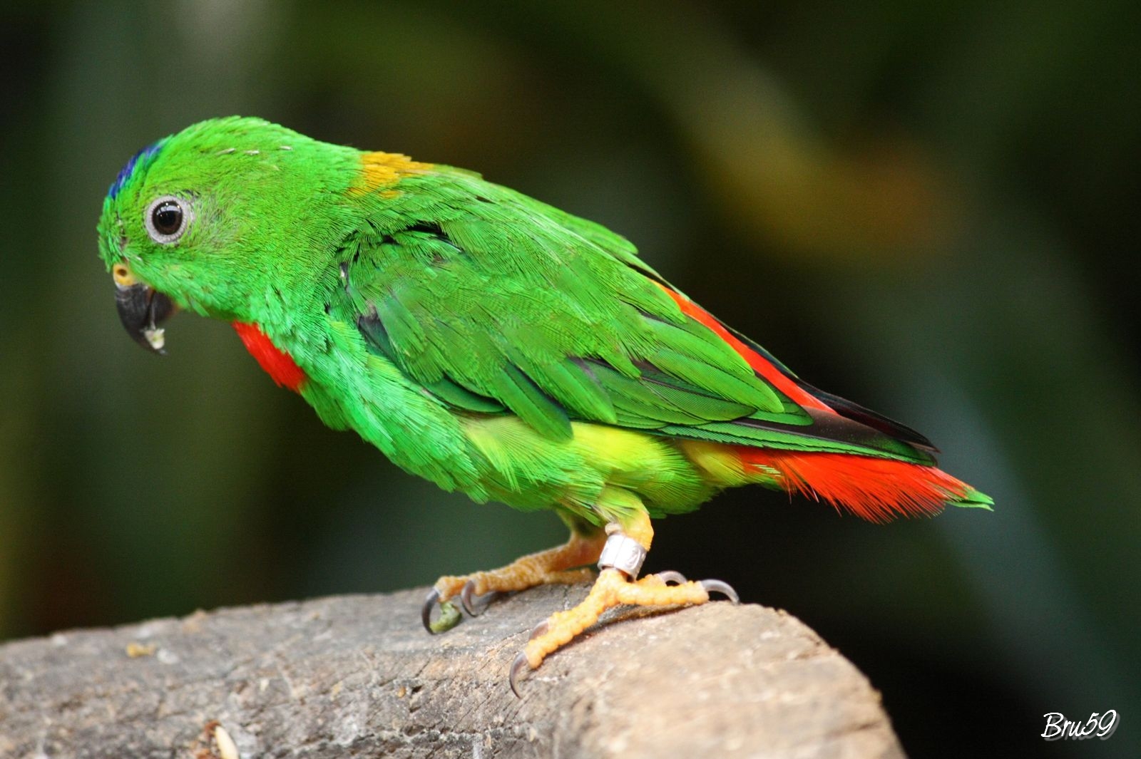 Fonds d'cran Animaux Oiseaux - Perruches Perruche multicolore