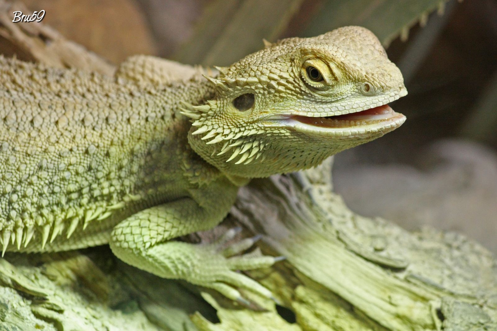 Fonds d'cran Animaux Lzards - Iguanes Lzard vert