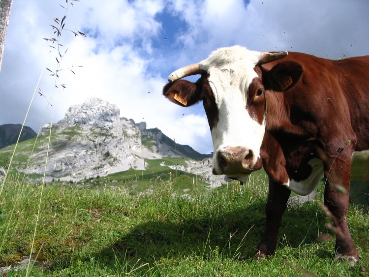 Fonds d'cran Animaux Vaches - Taureaux - Boeufs Wallpaper N265242