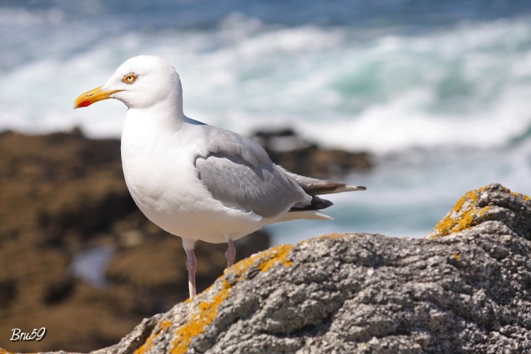 Fonds d'cran Animaux Oiseaux - Mouettes et Golands Mouette quiberonnaise bronzant