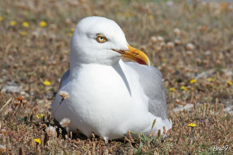 Fonds d'cran Animaux Oiseaux - Mouettes et Golands Mouette quiberonnaise regard perant