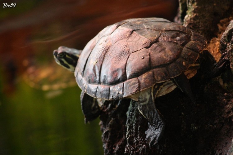 Fonds d'cran Animaux Tortues Tortue se relaxant