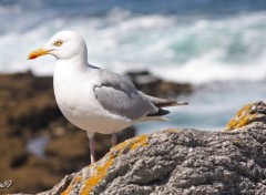 Wallpapers Animals Mouette quiberonnaise bronzant