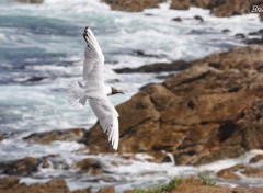 Wallpapers Animals Mouette quiberonnaise en vol