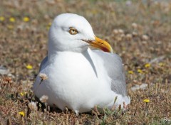 Fonds d'cran Animaux Mouette quiberonnaise regard perant