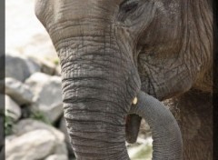 Wallpapers Animals Elephanteau