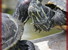 Fonds d'cran Animaux Tortues calines