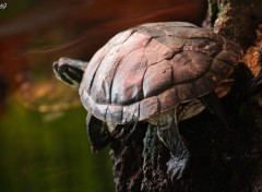 Fonds d'cran Animaux Tortue se relaxant