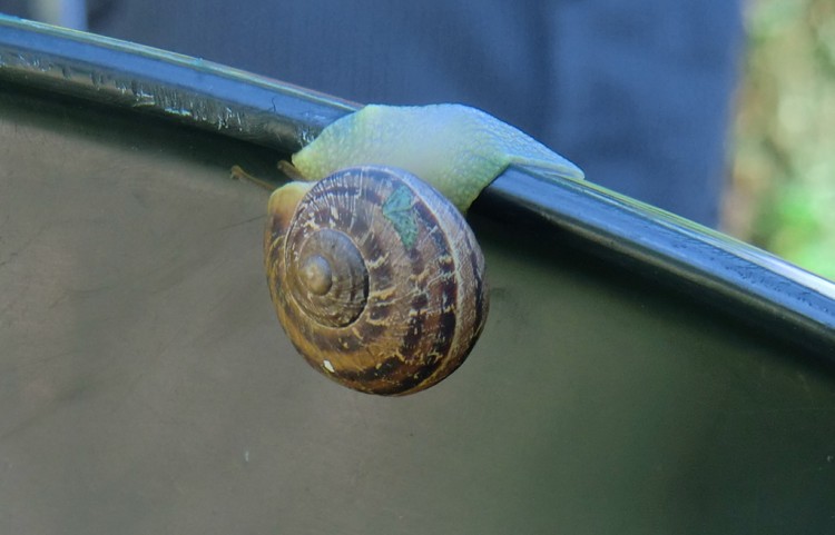 Fonds d'cran Animaux Escargots - Limaces Wallpaper N265309