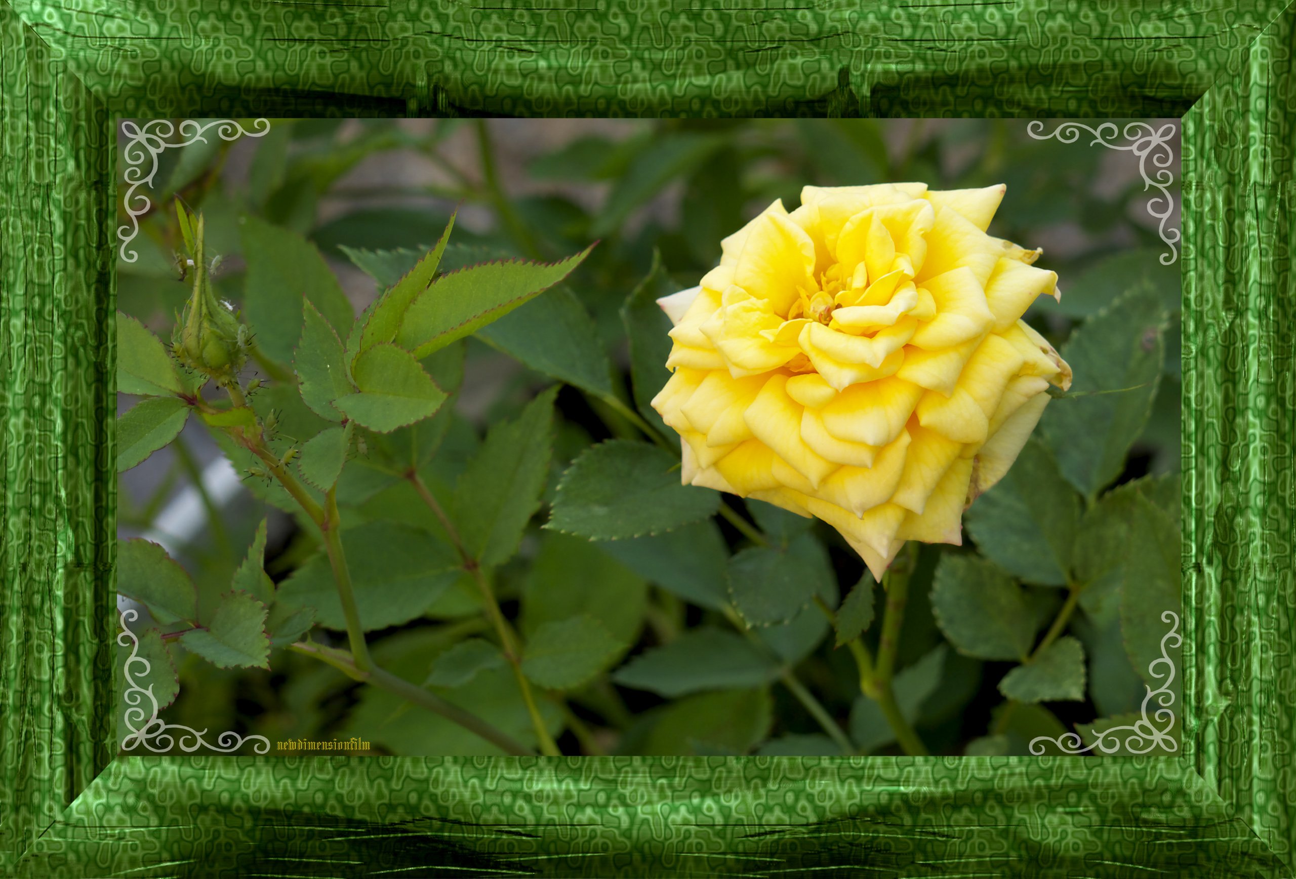 Fonds d'cran Nature Fleurs Roses et les pucerons