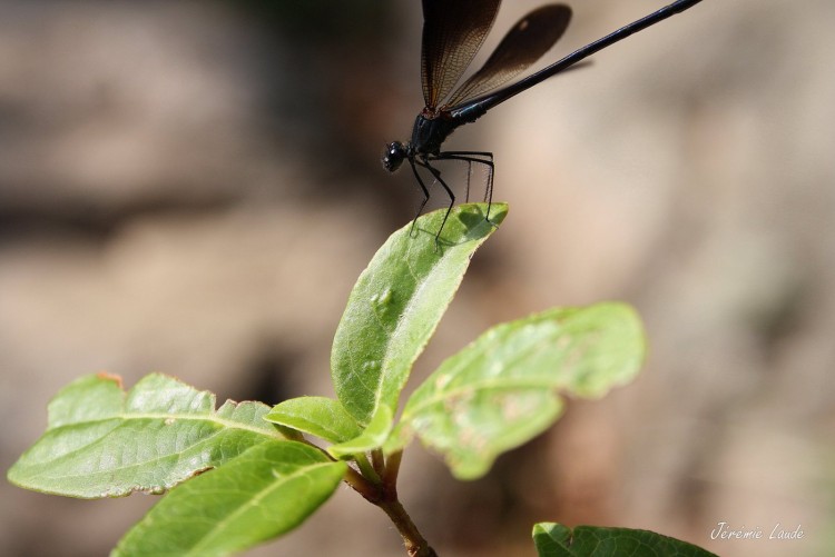 Fonds d'cran Animaux Insectes - Libellules The Dragonfly