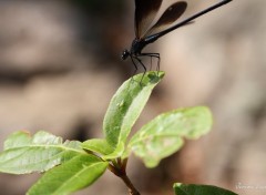 Fonds d'cran Animaux The Dragonfly